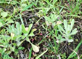 清明菜是什么菜？清明菜是艾草嗎？