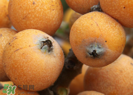 枇杷什么時候成熟？枇杷什么時候上市？