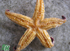 海星怎么吃？海星能吃嗎？