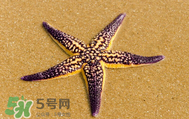 海星怎么吃？海星能吃嗎？