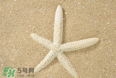 海星怎么吃？海星能吃嗎？