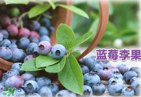 藍(lán)莓李果是假的嗎？火車上的藍(lán)莓李果是真的嗎？