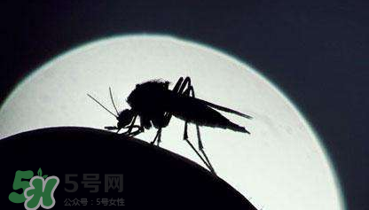 蚊蟲叮咬會傳播艾滋病嗎？蚊蟲會傳染乙肝嗎？