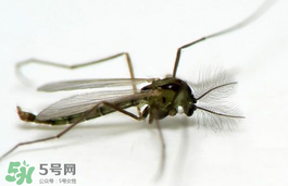 蚊蟲叮咬會傳播艾滋病嗎？蚊蟲會傳染乙肝嗎？