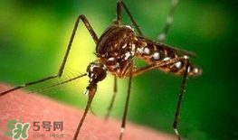 什么防蚊效果好？嬰兒用什么防蚊？
