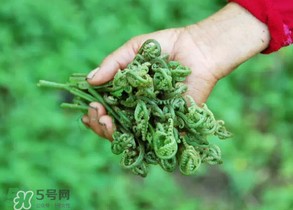 糖尿病能吃蕨菜嗎？糖尿病可以吃蕨菜嗎？
