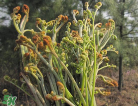 糖尿病能吃蕨菜嗎？糖尿病可以吃蕨菜嗎？