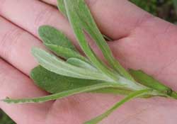 清明菜怎么做好吃？清明菜怎么做止咳？