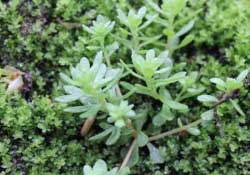 清明菜是什么菜？清明菜是艾草嗎？