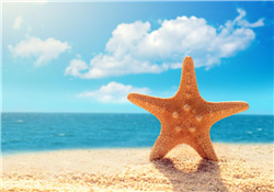 海星怎么吃？海星能吃嗎？