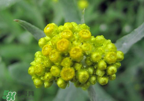 清明菜開花了能不能吃？清明菜怎么吃？
