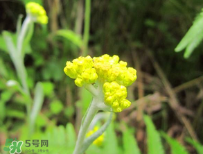 清明菜開花了能不能吃？清明菜怎么吃？