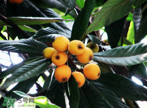 枇杷樹幾年結果？枇杷樹為什么不結果？