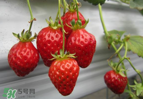 枇杷和草莓能一起吃嗎？枇杷能和草莓能一起吃嗎？