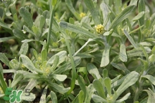 艾草能治療蕁麻疹嗎？艾草可以治療蕁麻疹嗎？