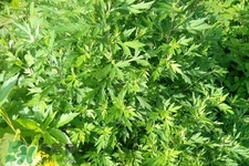 艾草可以治痛經(jīng)嗎？艾草能治月經(jīng)不調(diào)嗎？
