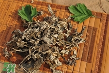 艾草可以治感冒嗎？艾草如何治療感冒？