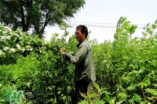 艾草可以治感冒嗎？艾草如何治療感冒？