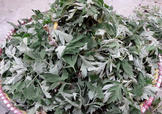 艾草可以治感冒嗎？艾草如何治療感冒？