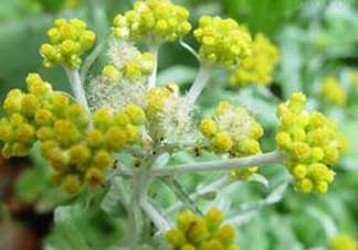 清明菜開花了能不能吃？清明菜怎么吃？