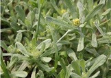 艾草能治療蕁麻疹嗎？艾草可以治療蕁麻疹嗎？