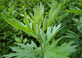 艾草可以治腳氣嗎？艾草泡腳能治腳氣嗎？