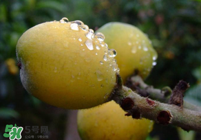 枇杷可以和蔥一起煮嗎？蔥和枇杷葉一起煮可以喝嗎？