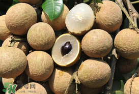枇杷和龍眼能一起吃嗎？枇杷和桂圓能一起吃嗎？