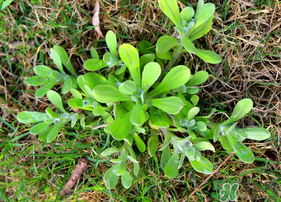 清明菜可以種植嗎？清明菜怎么種植？