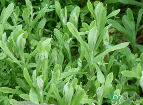 清明菜可以種植嗎？清明菜怎么種植？
