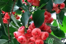 蓮霧熱量高嗎？一個(gè)蓮霧的熱量有多少？