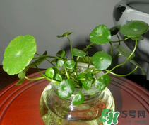 金錢草怎么養(yǎng)？金錢草好養(yǎng)嗎？