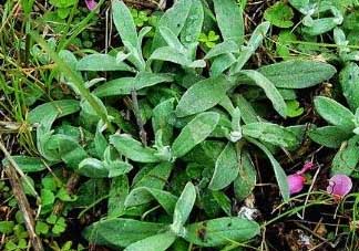 清明菜可以降血壓嗎？清明菜能降血壓嗎？