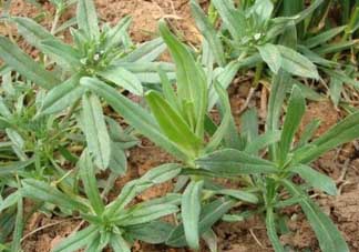 清明菜可以種植嗎？清明菜怎么種植？
