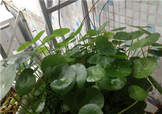 金錢草泡水喝的功效？金錢草有什么作用？