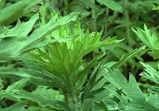 清明菜是什么？清明菜和艾草的區(qū)別