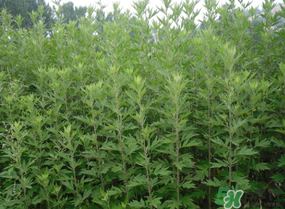 清明菜是什么？清明菜和艾草的區(qū)別 