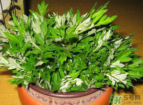 清明菜是什么？清明菜和艾草的區(qū)別 