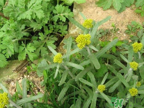 清明菜是發(fā)物嗎？清明菜是不是發(fā)物？
