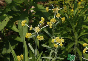 清明菜是發(fā)物嗎？清明菜是不是發(fā)物？