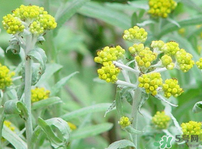 清明菜是發(fā)物嗎？清明菜是不是發(fā)物？