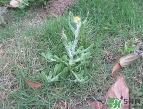 清明菜不能和什么同吃？清明菜和什么相克？