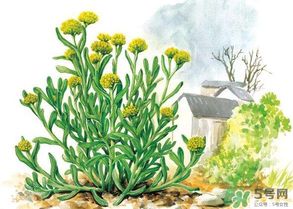 清明草叫什么？清明草有幾種？