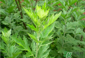 清明草是艾草嗎？清明菜是什么草？