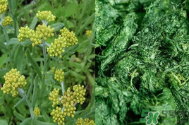 清明草能吃嗎？清明草花可以吃嗎？