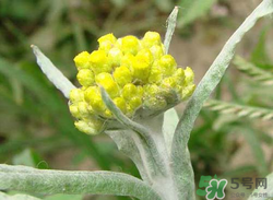 清明草能吃嗎？清明草花可以吃嗎？
