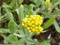 清明草能吃嗎？清明草花可以吃嗎？