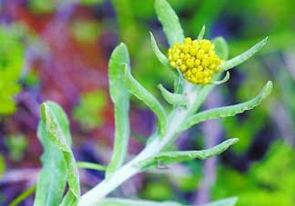 清明菜是發(fā)物嗎？清明菜是不是發(fā)物？