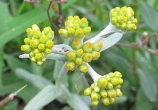 清明草能吃嗎？清明草花可以吃嗎？