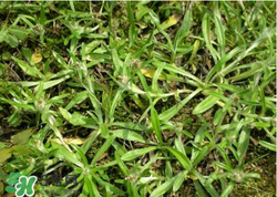 清明草可以做菜吃嗎？清明草能炒來吃嗎？